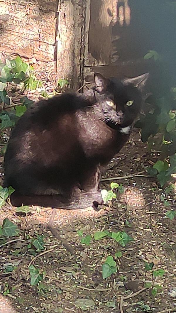 Giulia micia di circa due anni Foto 2